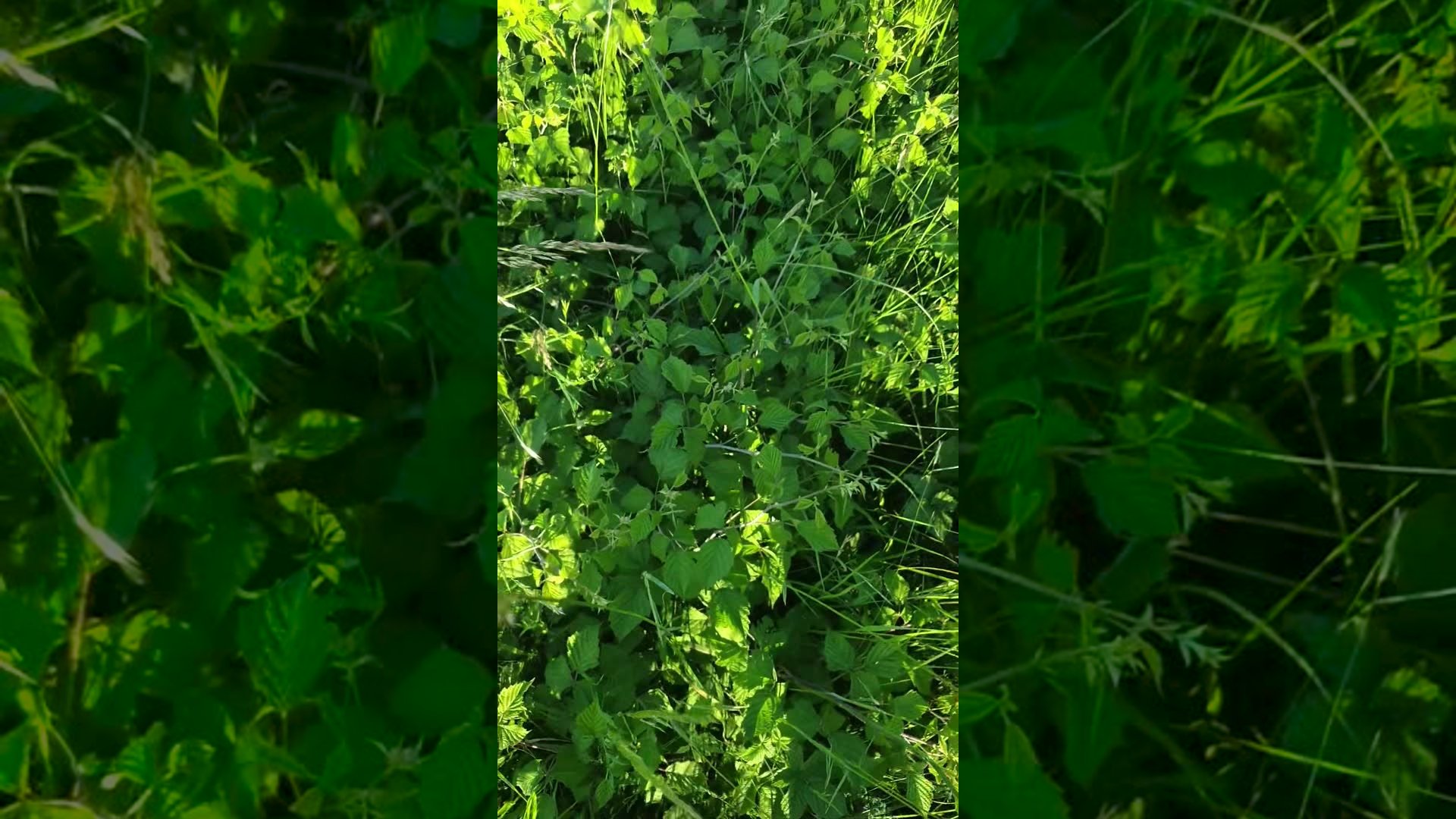 Visite du terrain avec vignes résistantes vivaces arbres